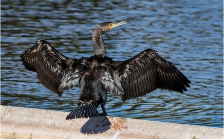 Sunning Cormorant