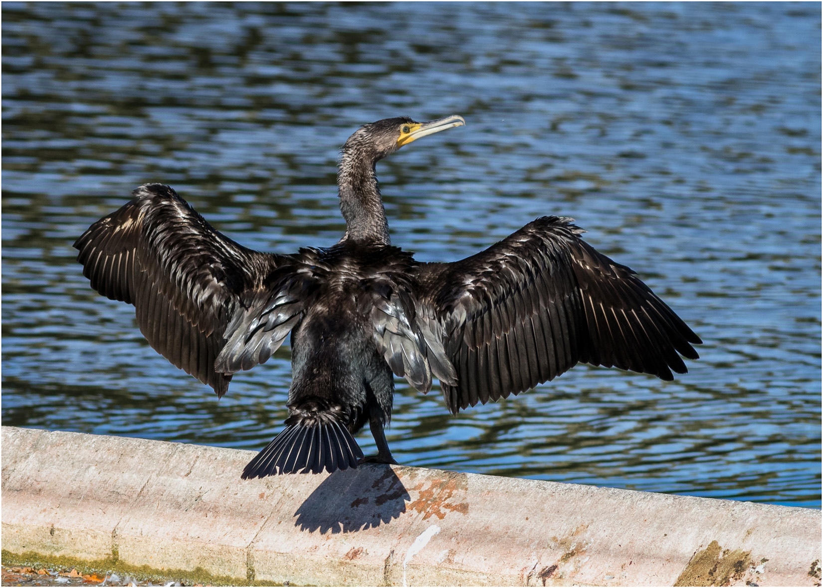 Sunning Cormorant