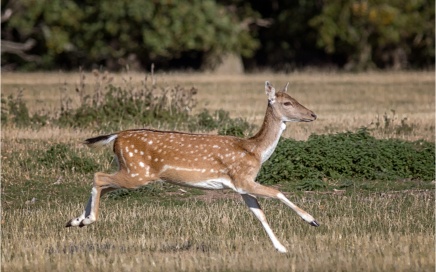 Running Fallow Deer