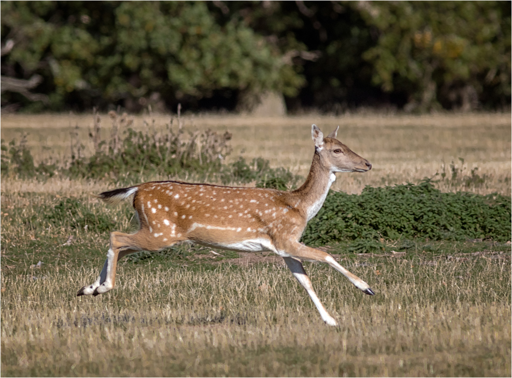 Running Fallow Deer