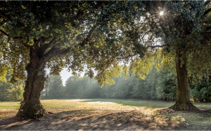 Woodlands at Holkham