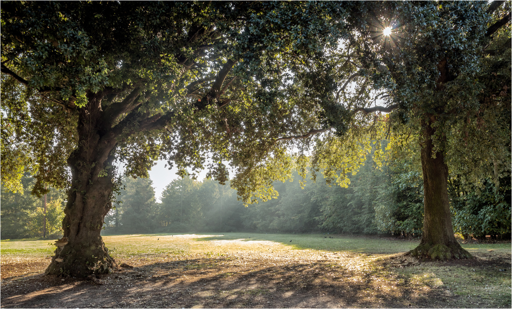 Woodlands at Holkham