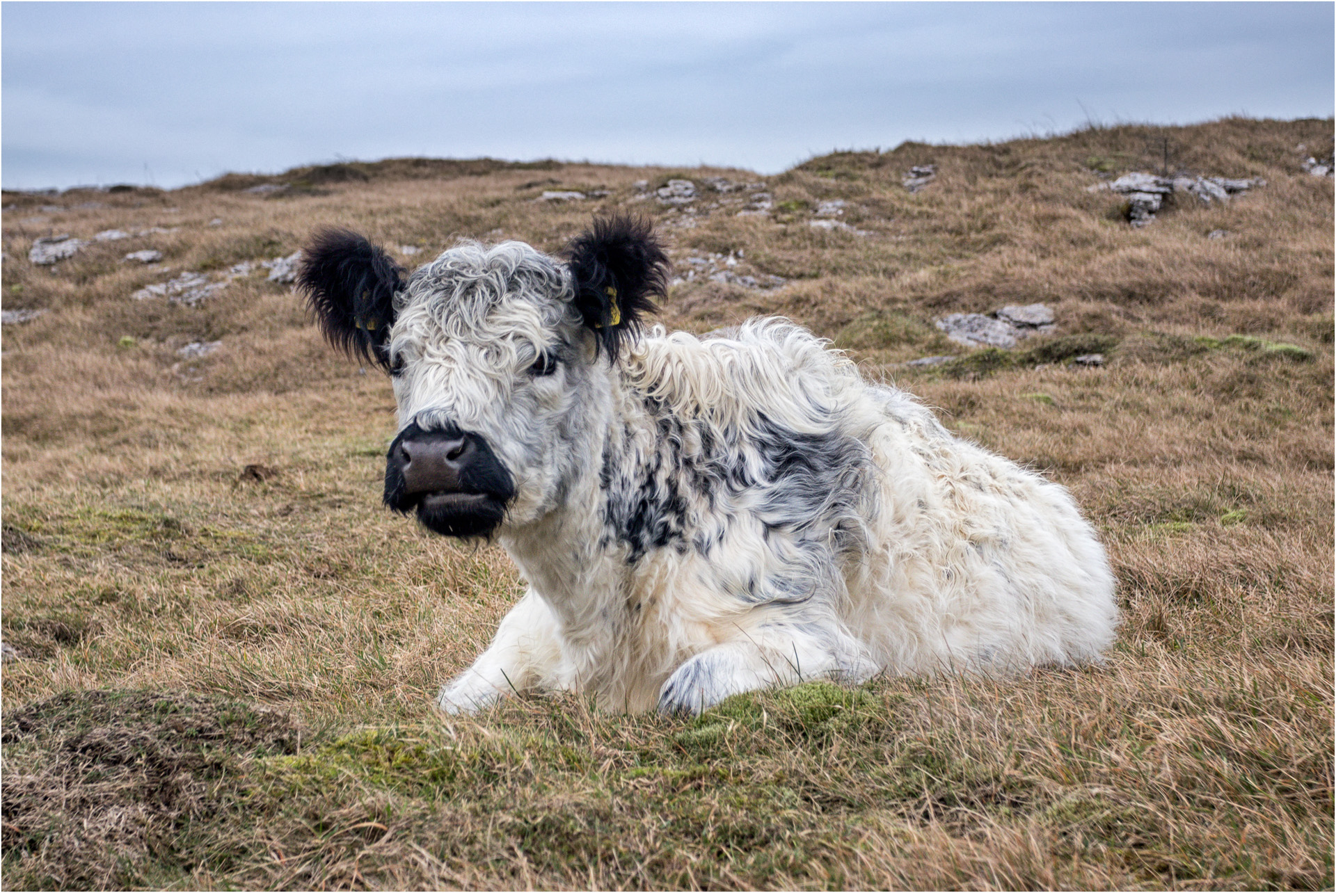 British White Cow on Holme Park Fell