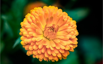 Flower at St Nectan's Glen