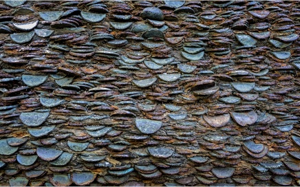 Money Tree Close-Up