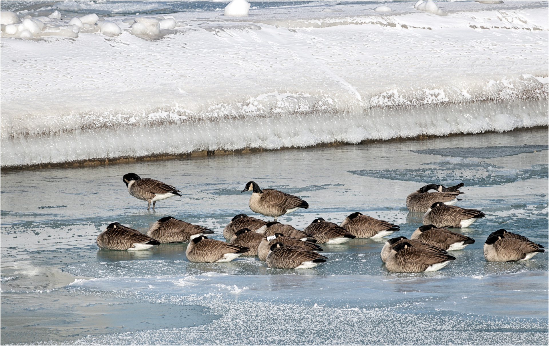 Chicago Ducks