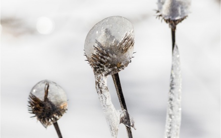 Frozen