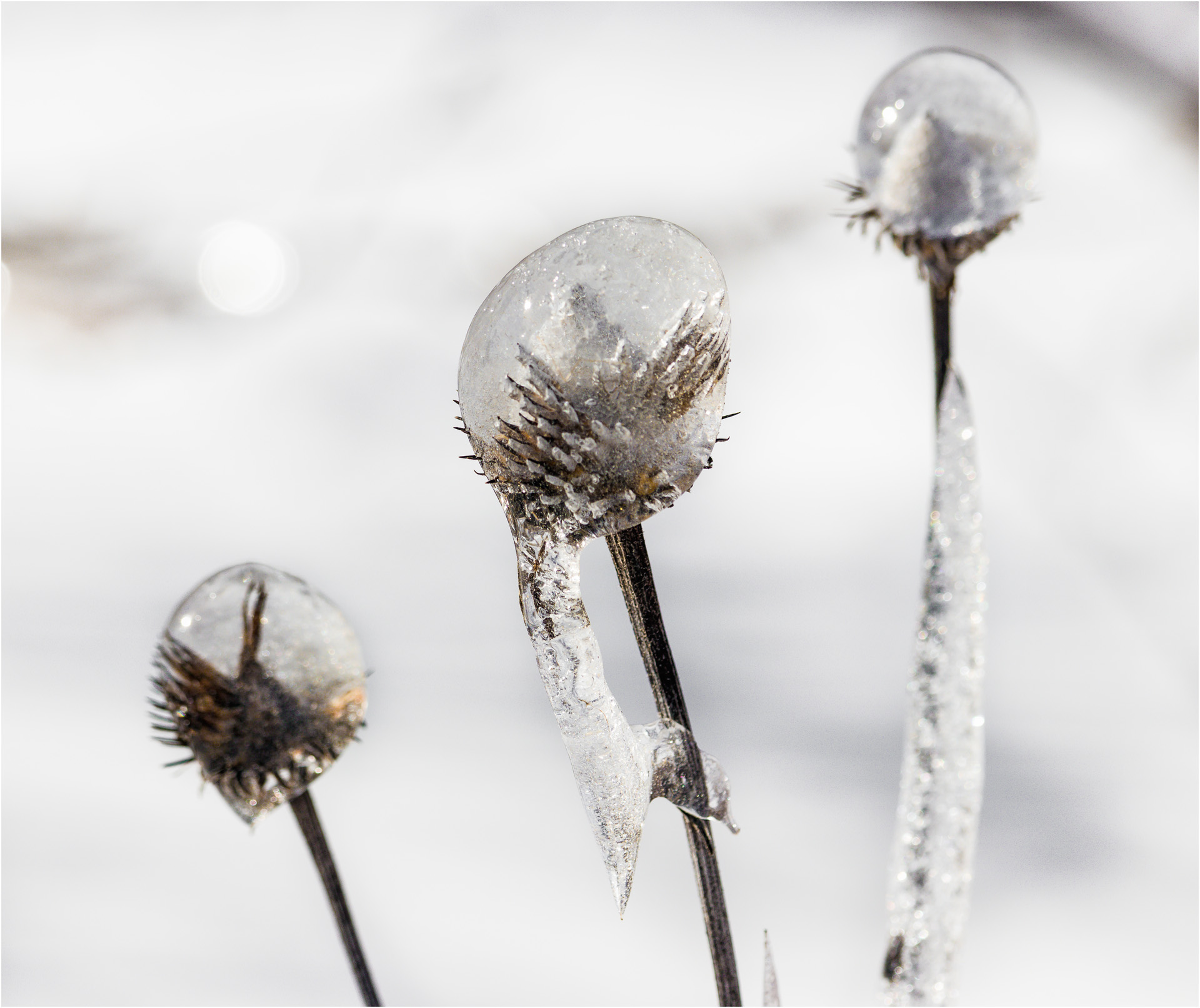 Frozen