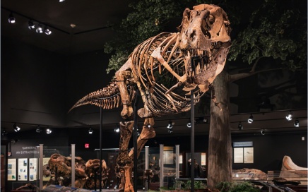 Tyrannosaurus Rex