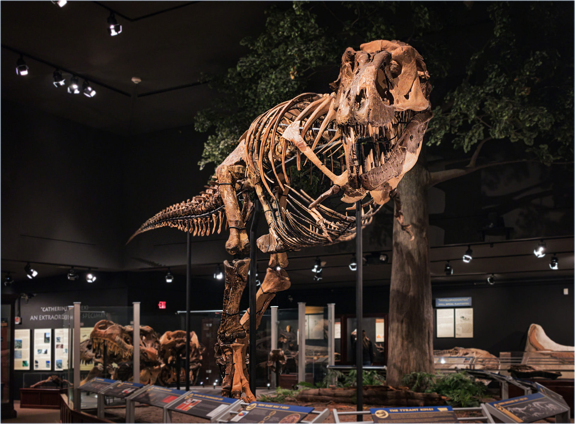 Tyrannosaurus Rex