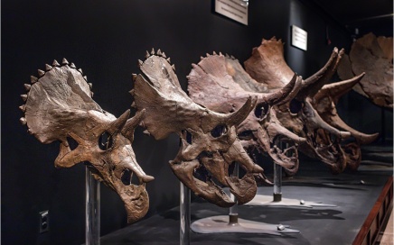 Triceratops Skulls