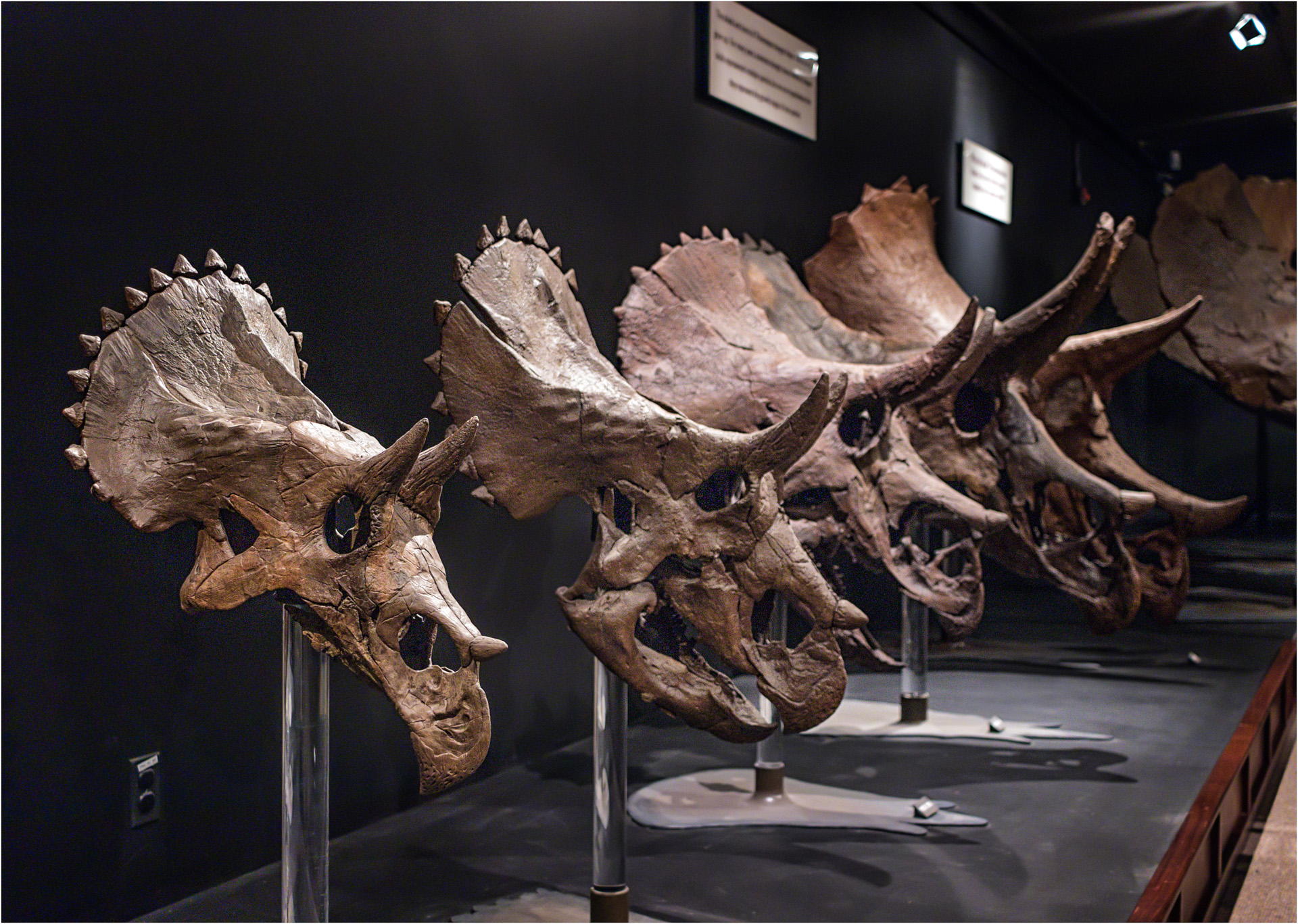 Triceratops Skulls
