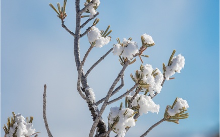 Snow Like Blossom
