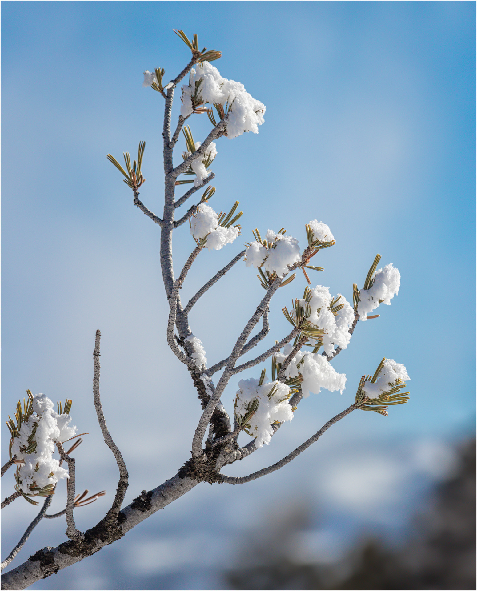 Snow Like Blossom