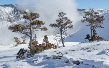 Three Trees At Mammoth Hot Springs