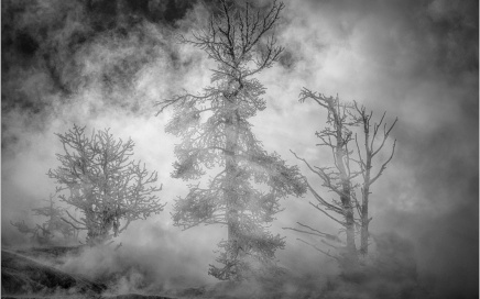 Steamy Trees Mono