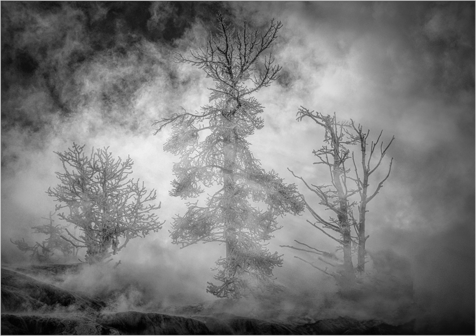 Steamy Trees Mono