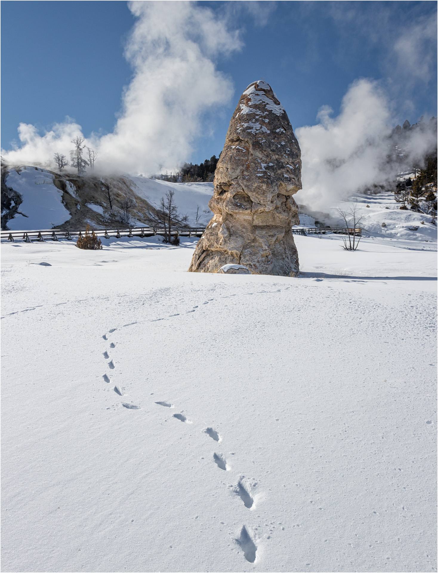 Liberty Cap