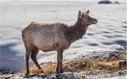 Young Elk