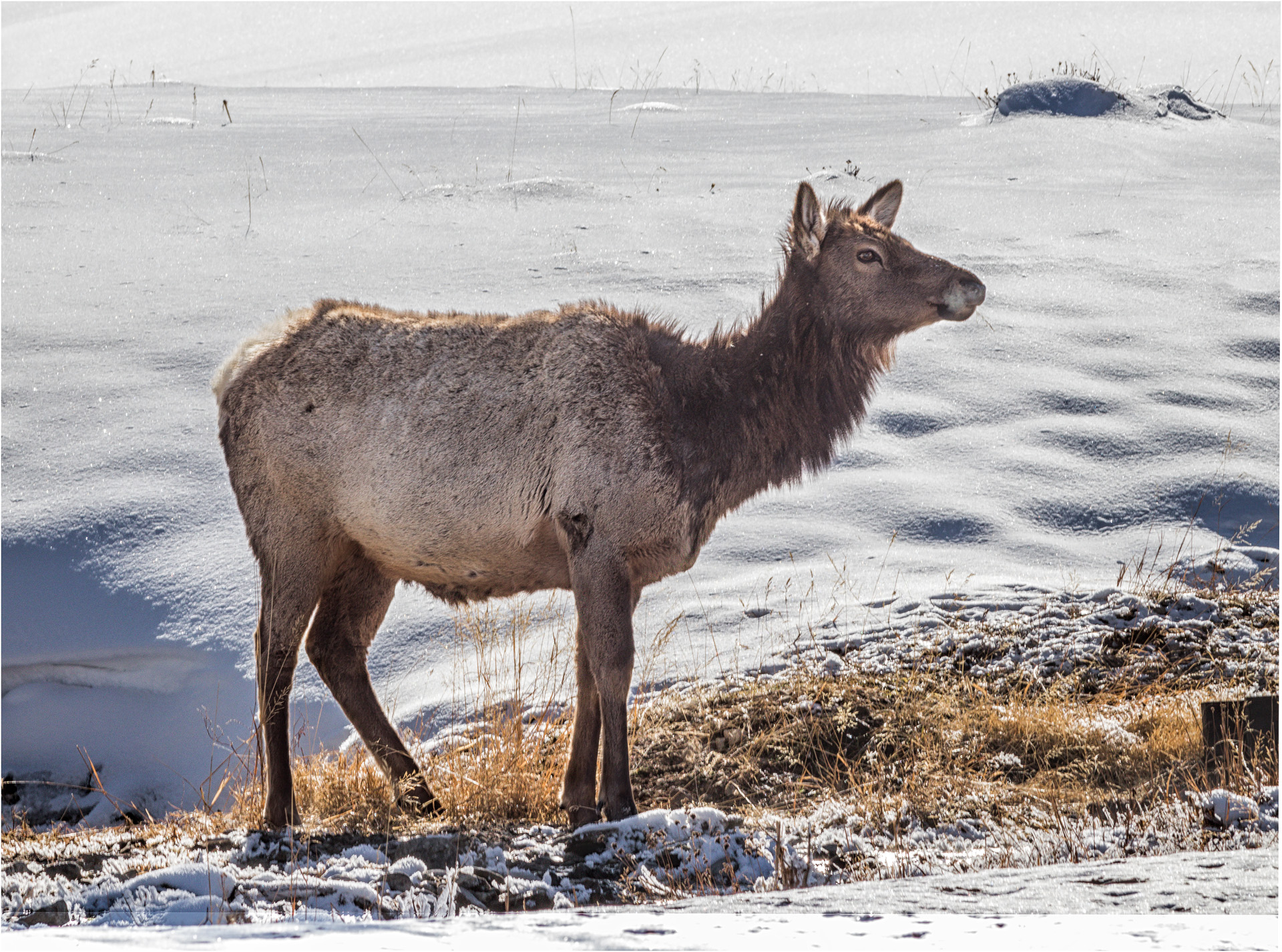 Young Elk