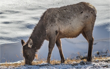 Female Elk Grazing