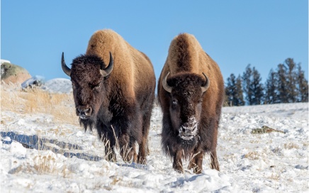 Bison Bison