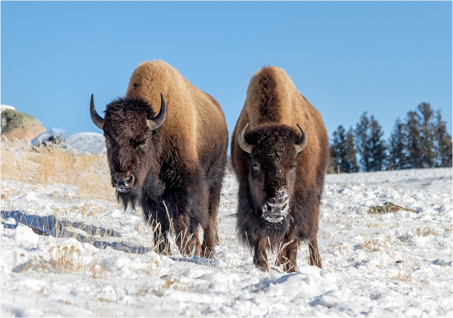 Bison Bison