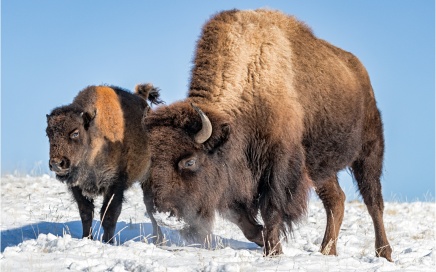 Mother and Young Bison