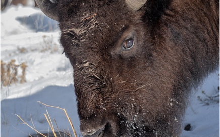 Bison Looking For Grass
