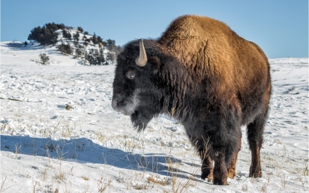 Female Bison