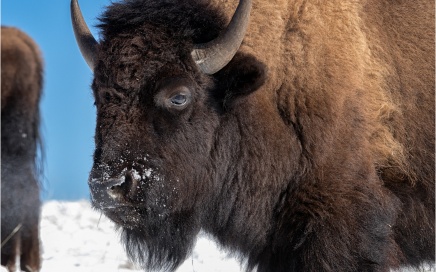 Bison Close-Up