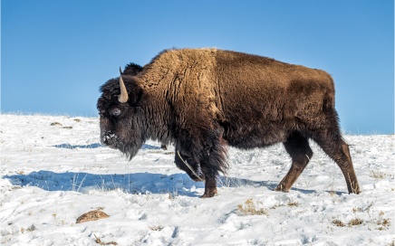 Female Bison