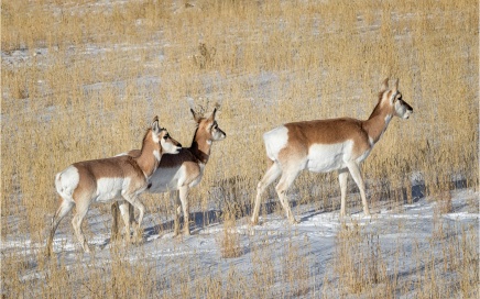 Pronghorn Family