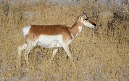 Female Pronghorn Antelope