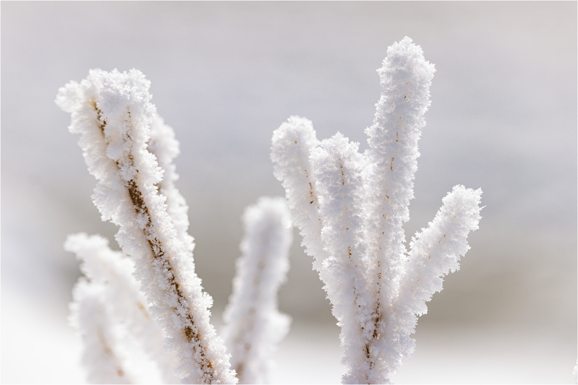 Frosty Fingers