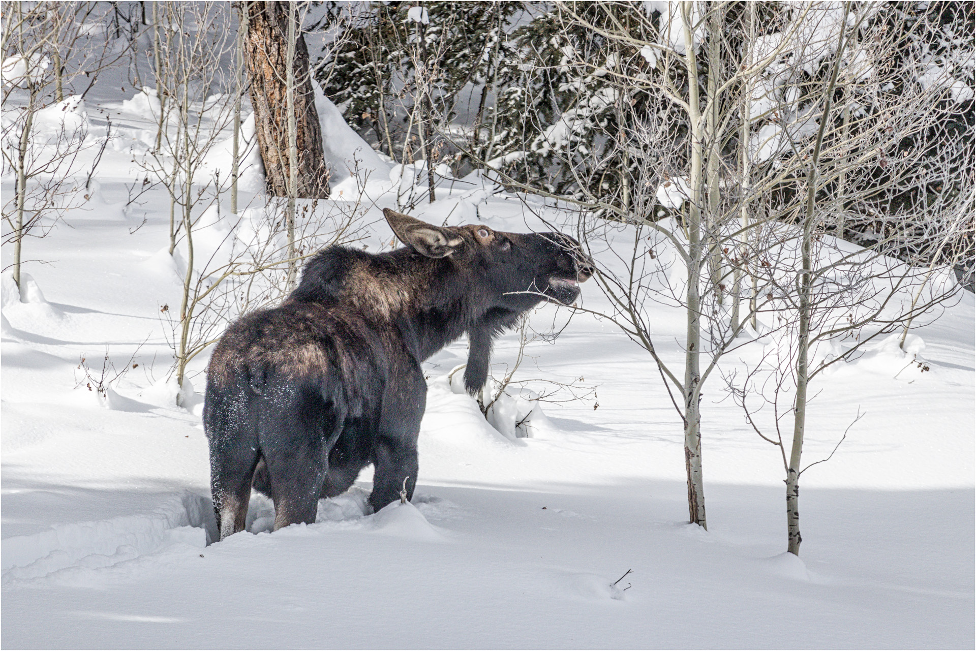 Moose Eating Twigs