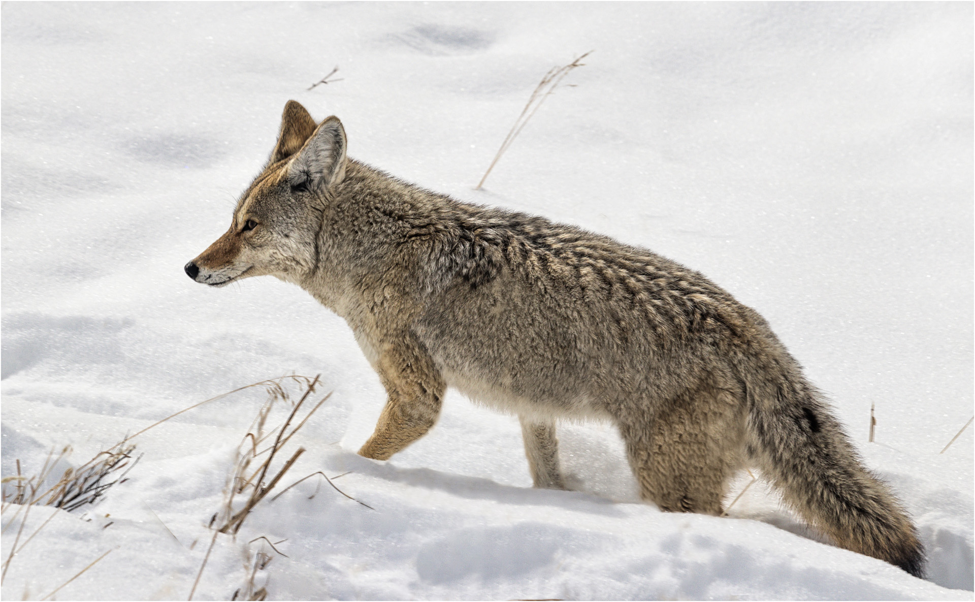 Coyote In The Snow