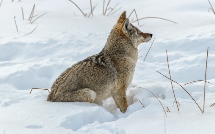 Coyote Listening For Prey