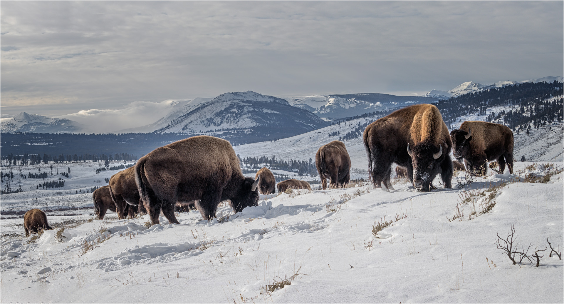 Bison Herd