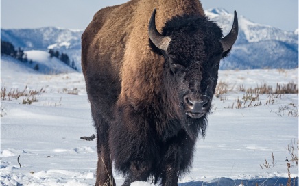 Bison