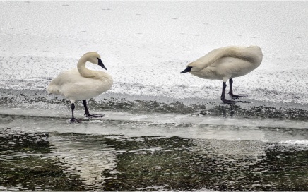 Trumpeter Swans