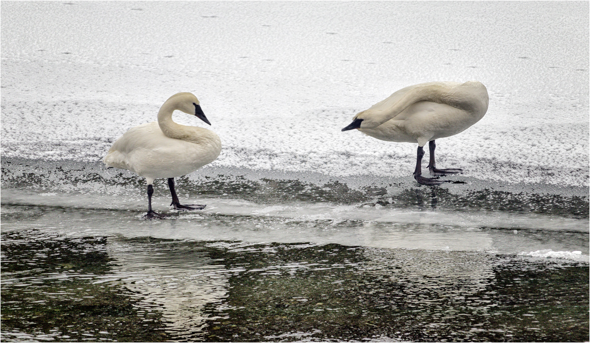 Trumpeter Swans
