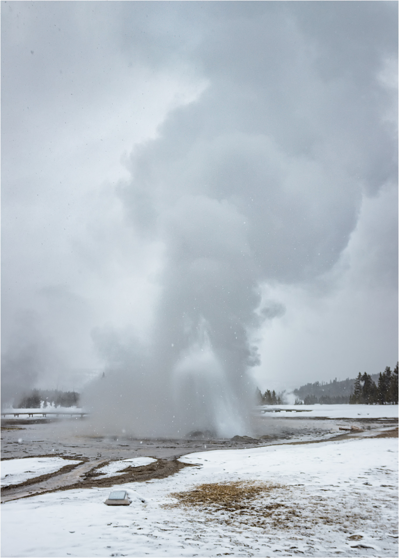 Daisy Geyser