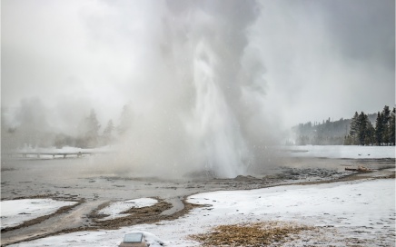 Daisy Geyser