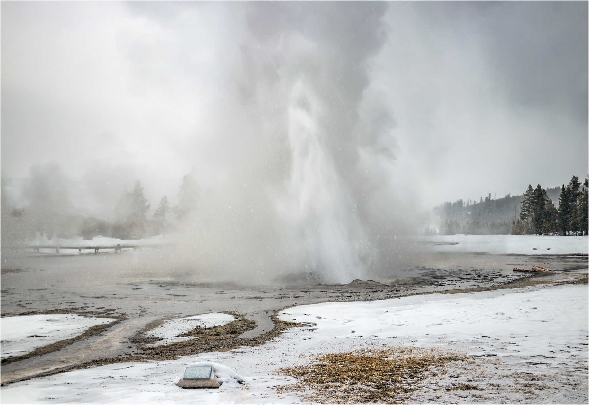 Daisy Geyser