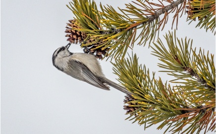 Mountain Chickadee Feeding on Pine Cones