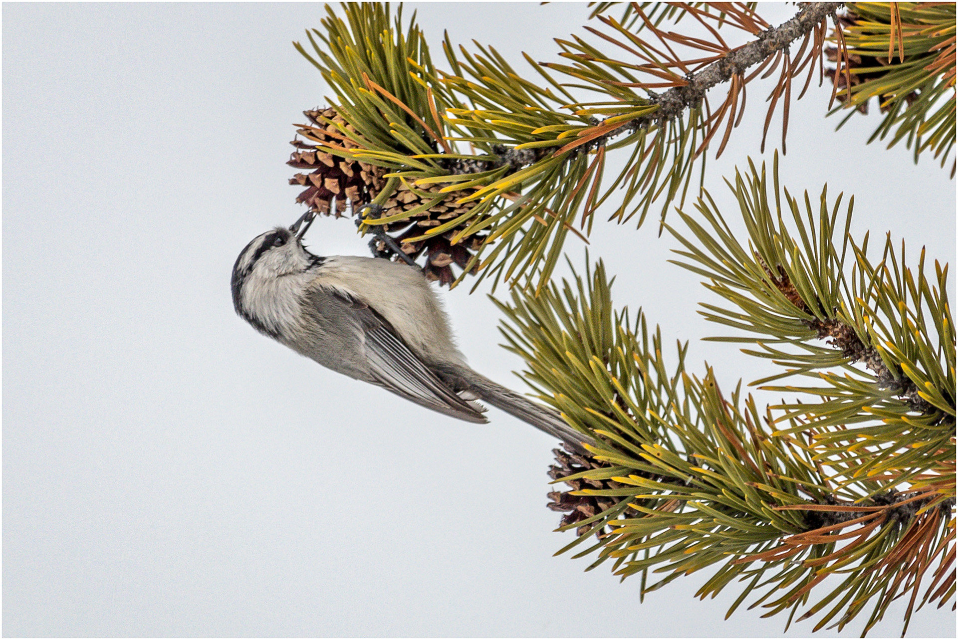 Mountain Chickadee Feeding on Pine Cones