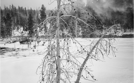 White Tree Mono