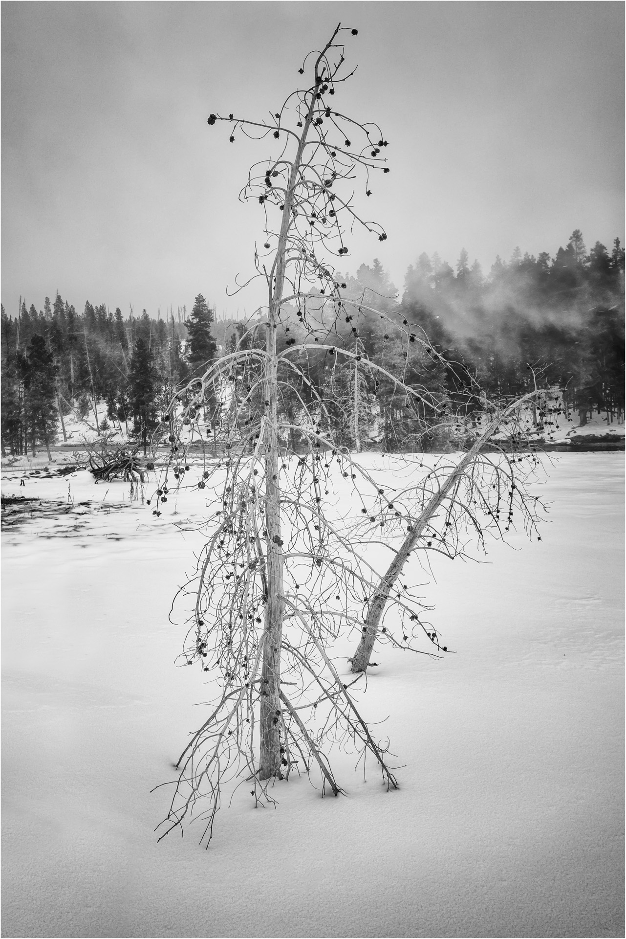 White Tree Mono