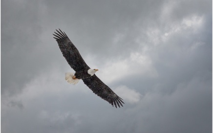 Bald Eagle In Flight